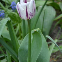 Dwa tulipany