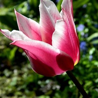 Kolejny tulipan:)