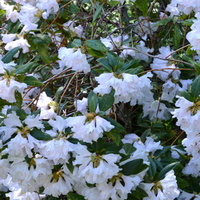Krzew z białymi kwiatami
