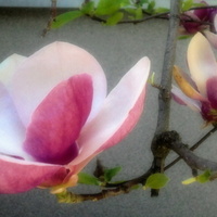 Kwiat magnolii z bliska
