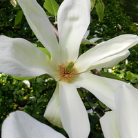 Kwiat magnolii