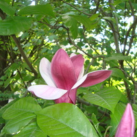 Kwiat na czasie . Magnolia ' Nigra '.