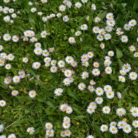 Kwiaty w trawniku