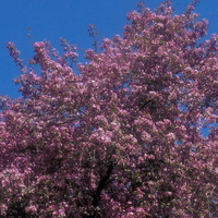 Kwitną drzewa