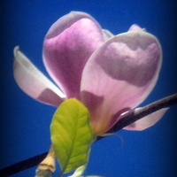 Magnolia, kwiat