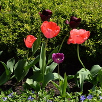 Niskie tulipany