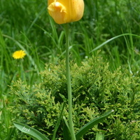 Żółty tulipan