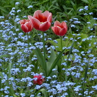 Rodzinka tulipanów