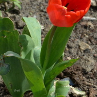 Samotny tulipan