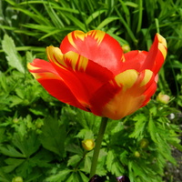 Tulipan czerwono-żółty