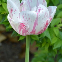 Tulipan dwukolorowy z bliska