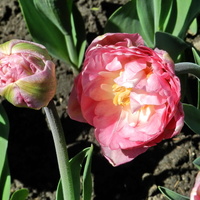 Tulipan pełny  'Pink Size'