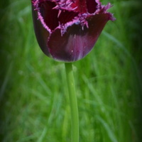 Tulipan w ciemnym kolorze
