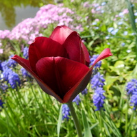 Tulipan ,wiosenny kwiat