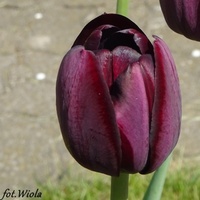 Tulipanowy aksamit