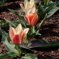 Tulipany biało-czerwone