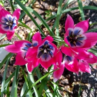 Tulipany Botaniczne 