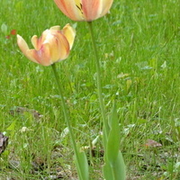 Tulipany dwukolorowe w trawniku