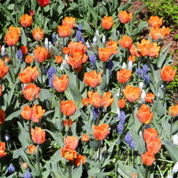 Tulipany i szafirki