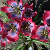 Tulipany, miniaturki