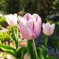 Tulipany - moje ulubione kwiaty