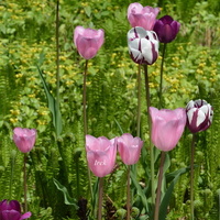 Tulipany różnokolorowe
