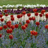 tulipany w parku w moim mieście