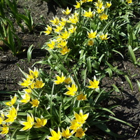Tulipany ,wiosenne kwiaty