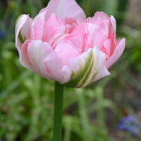 Uroczy tulipan