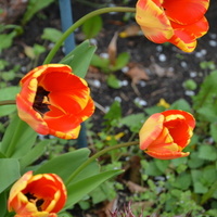 Wichura nawiedziła tulipany