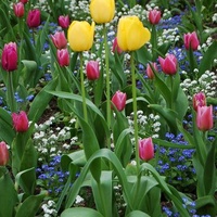 Wspaniałe, wiosenne tulipany