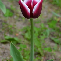 Wysoki tulipan