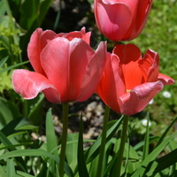 wysokie tulipany