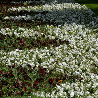 Wzorzysty dywan kwiatowy