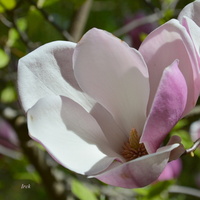 Zajrzałem do środka kwiatu magnolii.