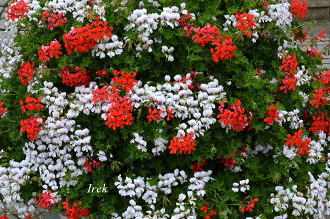 białe i czerwone kwiaty
