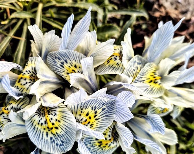 Iris Reticulata - Kosaciec Katharine 