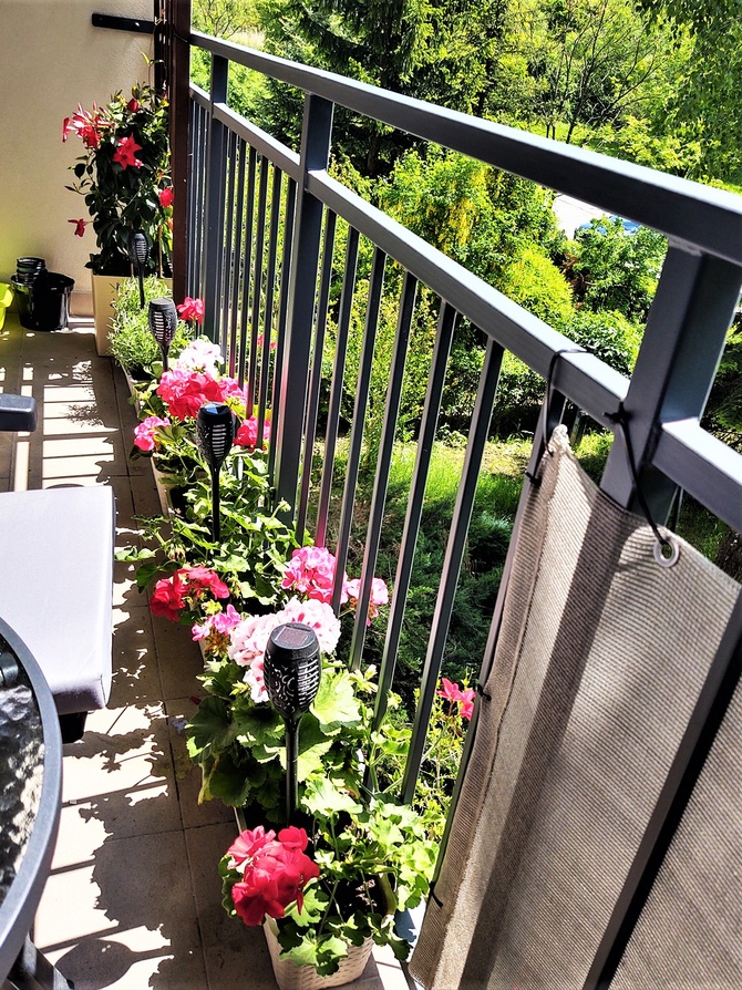 Kwiaty na balkonie - Pelargonie Mandevilla sanderi