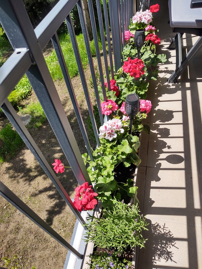 Kwiaty na balkonie - Pelargonie