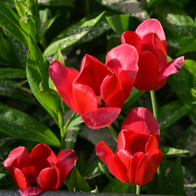 Kwitną niektóre tulipany.