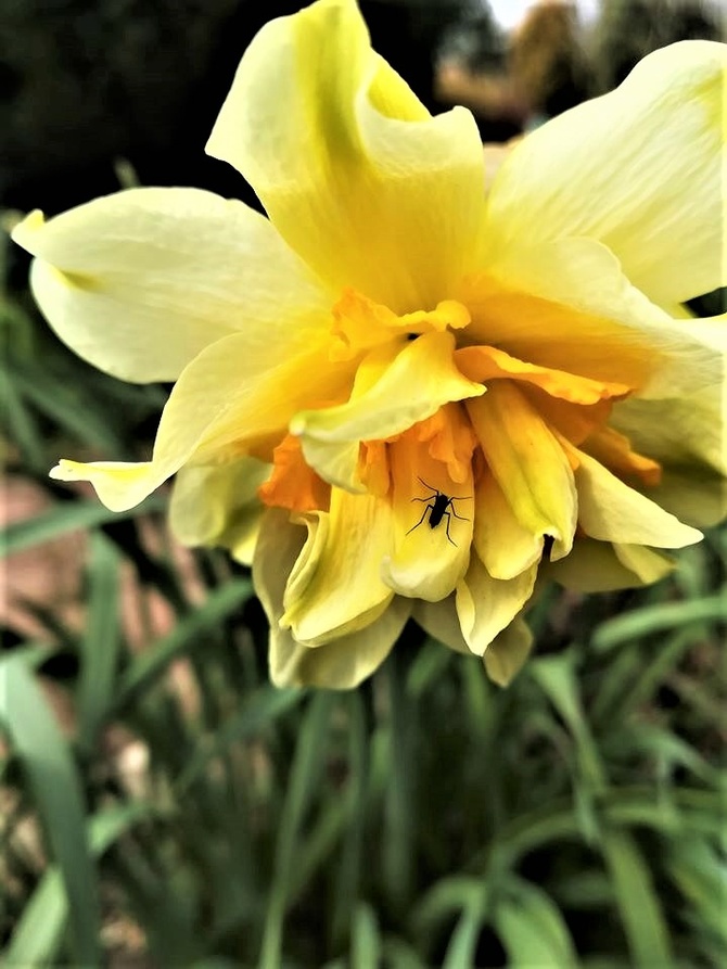 Narcyz (Narcissus L.) 