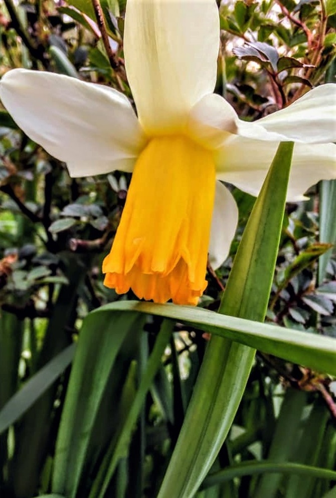 Narcyz trąbkowy (Narcissus pseudonarcissus L.)