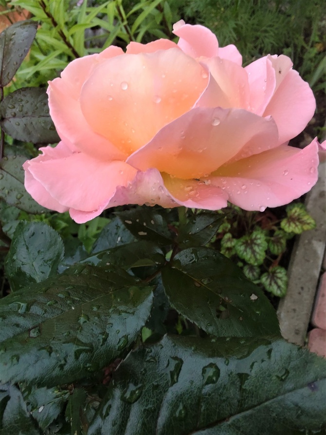 Róża Lambada 