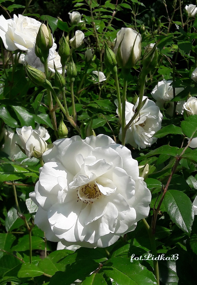 Róża  parkowa biała