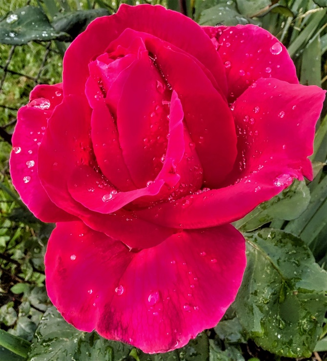 Róża Wielkokwiatowa MR Lincoln