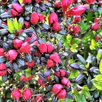 Azalia japońska / Azalea japonica Rubinstern