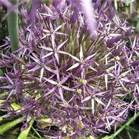 Czosnek olbrzymi  Allium giganteum