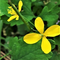 Glistnik jaskółcze ziele (Chelidonium majus L.)