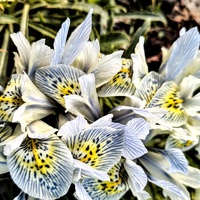 Iris Reticulata - Ko