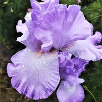 Irys bródkowy (Iris germanica L.)